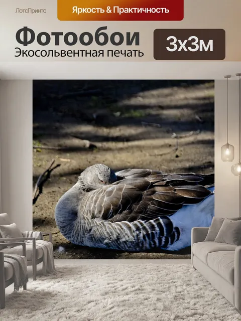 Фотообои Коричневый гусиный сон