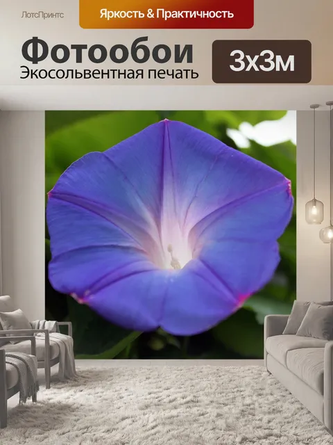 Фотообои Слава утра лепесток