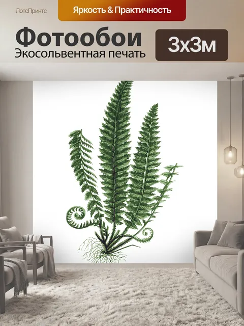 Фотообои Листья папоротника Клипарт Иллюстрация