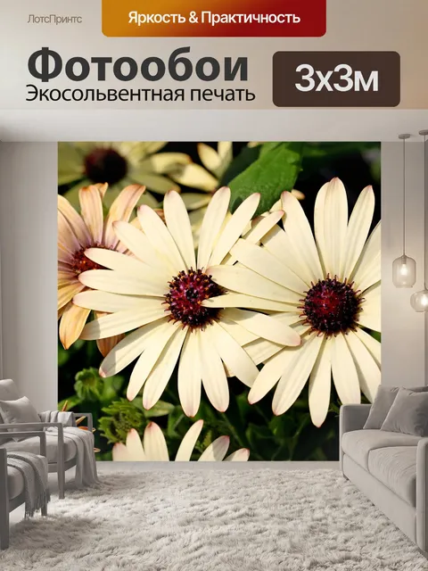 Фотообои Африканские ромашки
