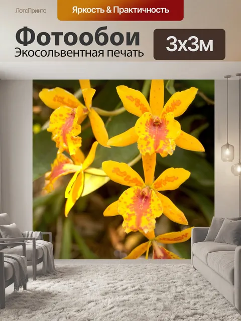 Фотообои Фото цветка орхидеи