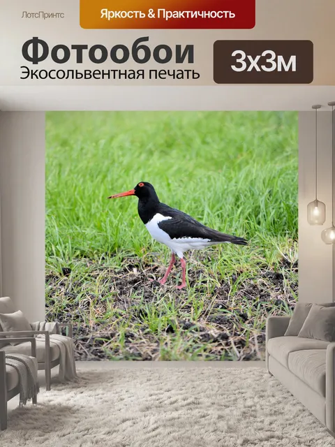 Фотообои Птица