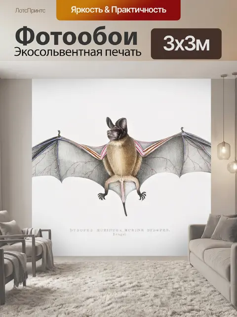 Фотообои Летучая мышь винтажное искусство старое