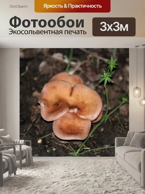 Фотообои Коричневый гриб в форме цветка