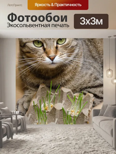 Фотообои Кошка