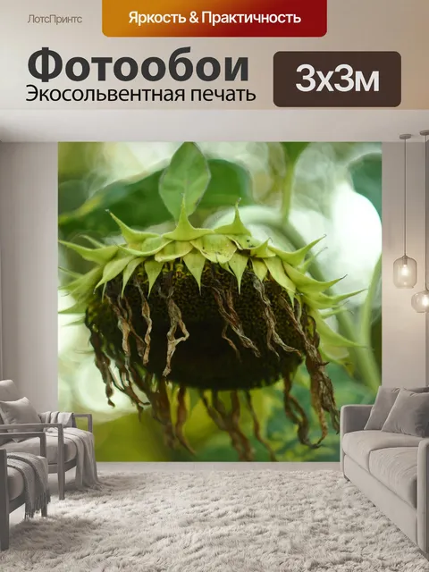 Фотообои Подсолнечник