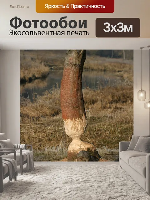 Фотообои Бобр