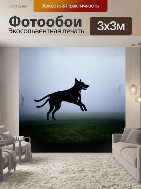 Фотообои овчарка, бельгийский малинуа, с прыжком закрадывается в серо-голубом тумане на лужайке