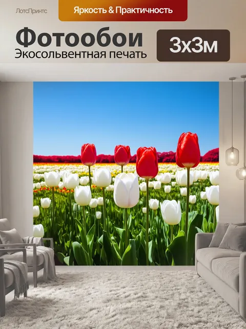 Фотообои поле, полное белых и красных тюльпанов, сверкающих на фоне голубого неба