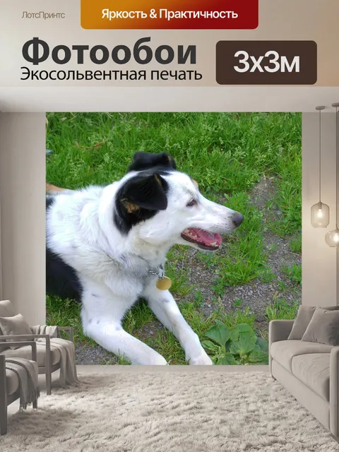 Фотообои Черно-белая собака