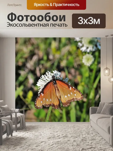 Фотообои Королева Бабочка на белом Уайлдфлауэр