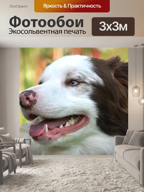 Фотообои Бордер-колли
