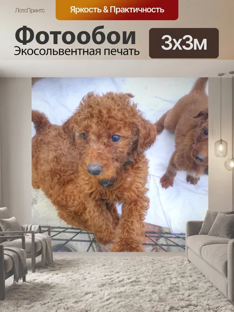 Фотообои Щенки Goldendoodle