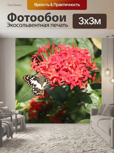 Фотообои черная белая бабочка на красный цветок