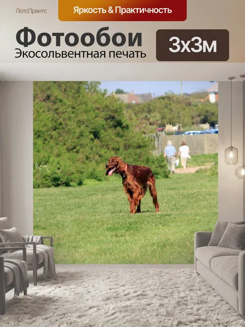 Фотообои Ирландского сеттера собак