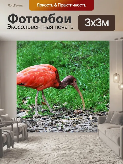 Фотообои Красный ибис
