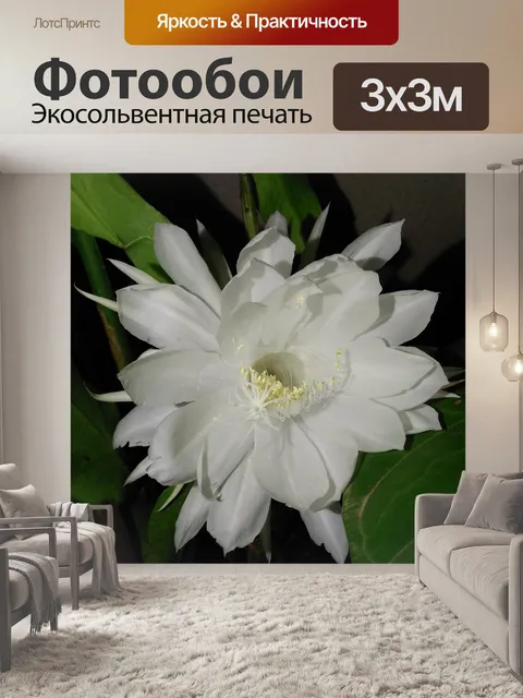 Фотообои Редкий белый цветок
