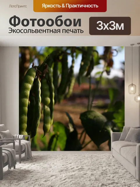 Фотообои Фасоли