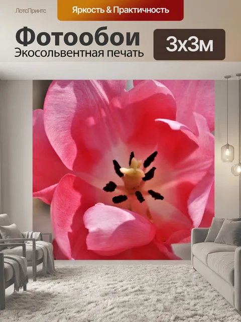 Фотообои Розовый тюльпан крупным планом