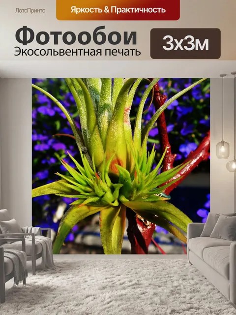 Фотообои Tillandsia kammii