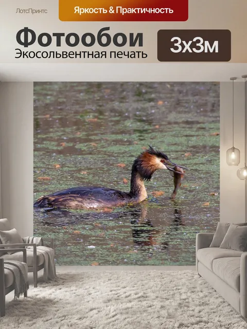 Фотообои Большая поганка