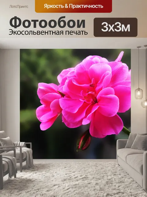 Фотообои Розовая герань