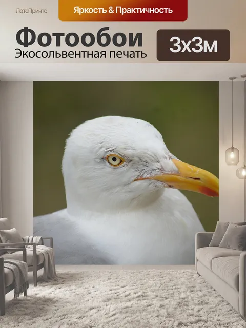 Фотообои Голова чайки