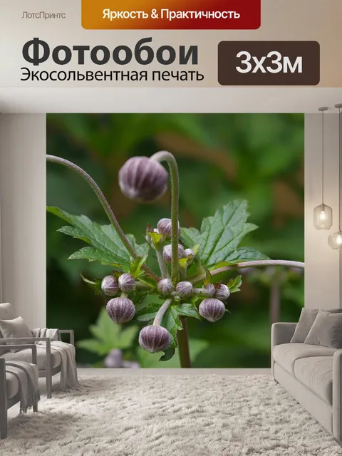 Фотообои Анемона