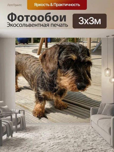 Фотообои Такса