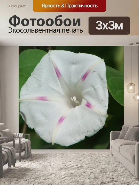 Фотообои Белый и фиолетовый цветок.