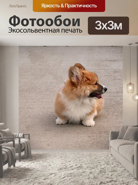 Фотообои Корги