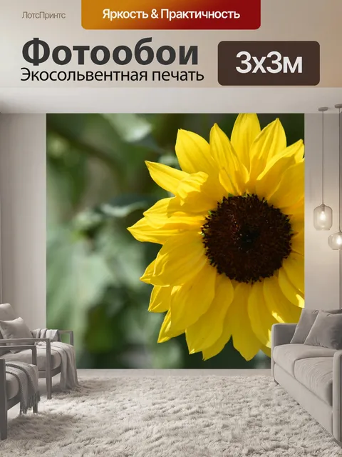 Фотообои Подсолнечник на зеленом фоне