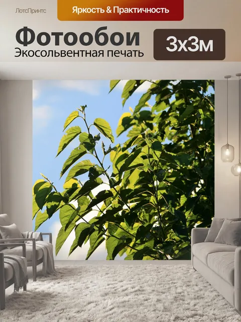 Фотообои зеленое дерево на фоне неба