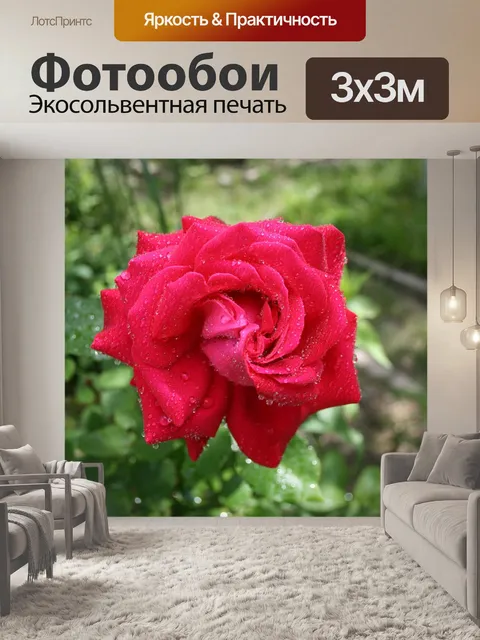 Фотообои Роза