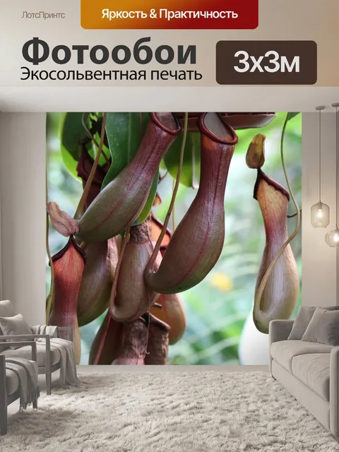 Фотообои Орхидея