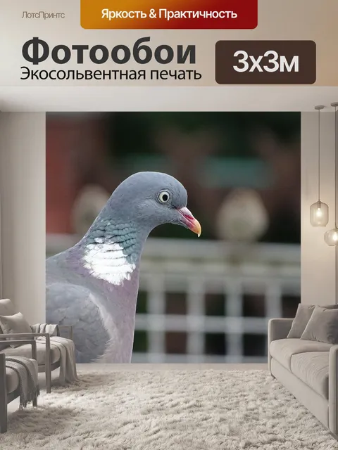 Фотообои Голубь