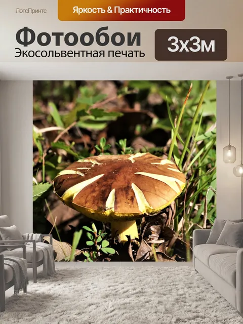 Фотообои Коричневый гриб Bolete в траве