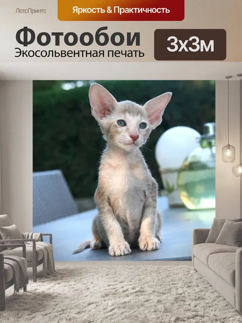 Фотообои Кот