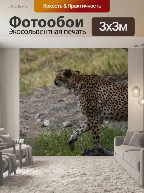 Фотообои пума