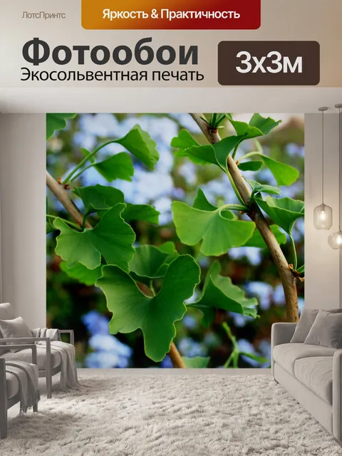 Фотообои листьев гинкго билоба