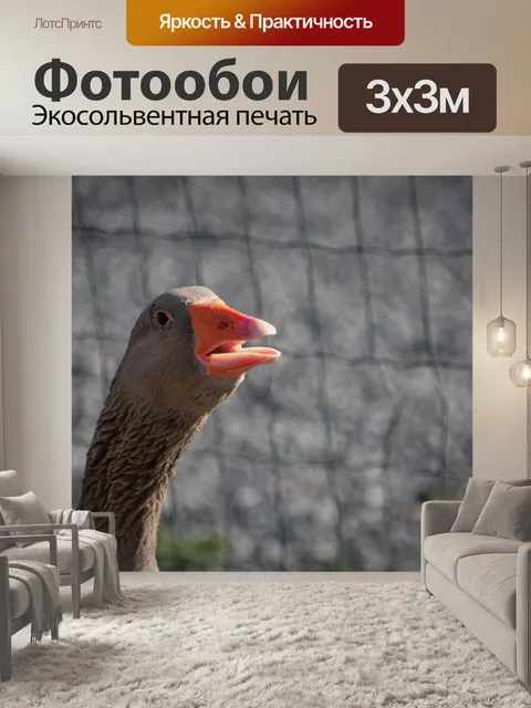 Фотообои Гусь, серый гусь, птица