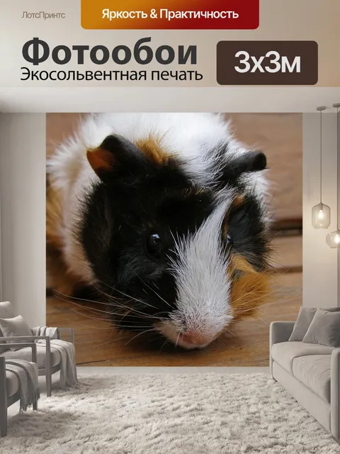 Фотообои Морская свинка