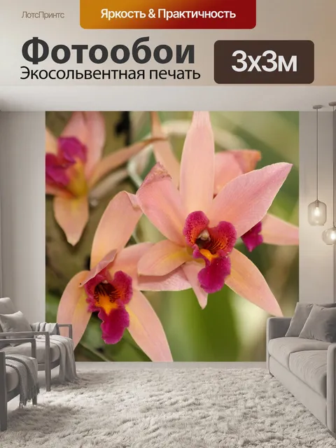Фотообои Розовые орхидеи крупным планом