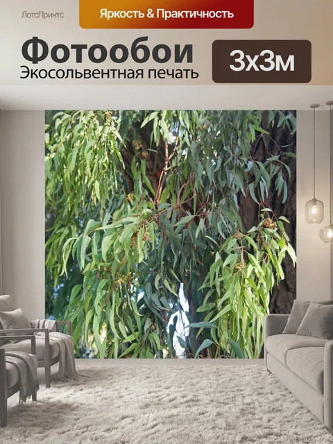 Фотообои тонкие листья дерева эвкалипта
