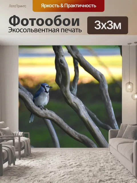 Фотообои Голубая сойка