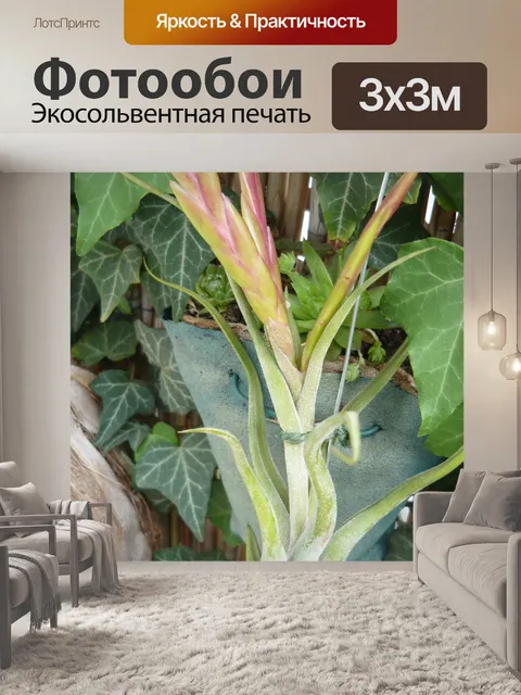 Фотообои Tillandsia голова медузы