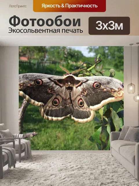 Фотообои Бабочка