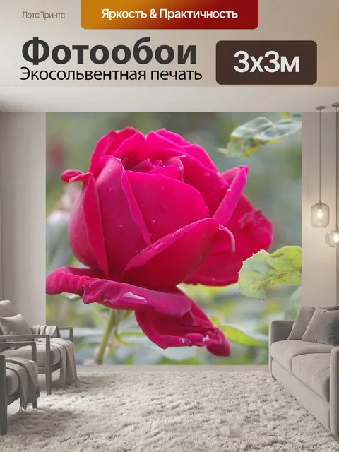 Фотообои Вид сбоку розовой розы