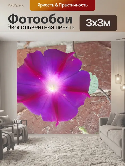 Фотообои Большой фиолетовый цветок