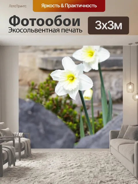Фотообои Нарцисс Цветы Белый